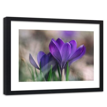 Obraz w ramie czarnej FEEBY, Krokusy Wiosna Kwiaty Natura 90x60 - Feeby