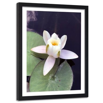 Obraz w ramie czarnej FEEBY, Lilia Wodna Kwiat Staw 40x60 - Feeby