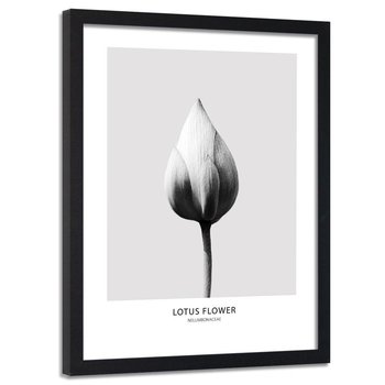 Obraz w ramie czarnej FEEBY, Lotos Kwiat Czarno Biały 60x90 - Feeby