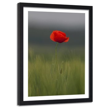 Obraz w ramie czarnej FEEBY, Mak Kwiat Pole Natura 40x60 - Feeby
