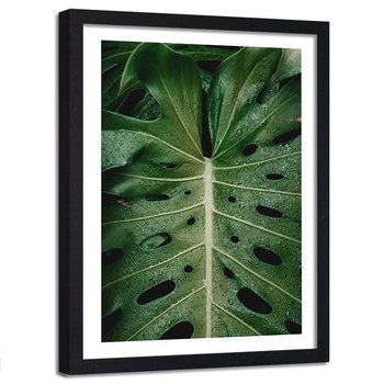 Obraz w ramie czarnej FEEBY, Monstera Liść Natura 20x30 - Feeby