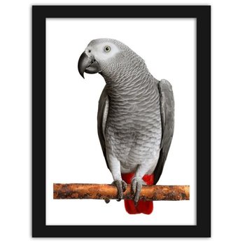 Obraz w ramie czarnej FEEBY Papuga żako, 21x29,7 cm - Feeby