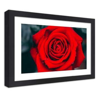 Obraz w ramie czarnej FEEBY, Piękna Czerwona Róża Kwiat 45x30 - Feeby