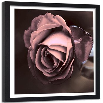 Obraz w ramie czarnej FEEBY, Piękna Różowa Róża Kwiat 80x80 - Feeby