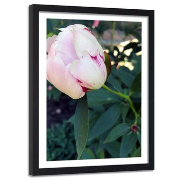 Obraz w ramie czarnej FEEBY, Piwonia Kwiat różowy 40x60 - Feeby