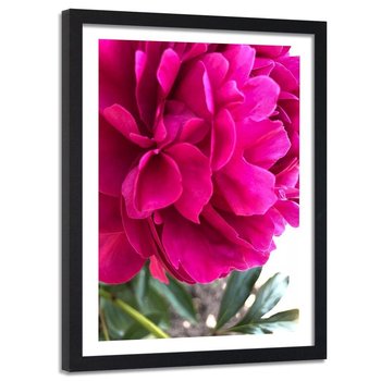 Obraz w ramie czarnej FEEBY, Piwonia Kwiat różowy Natura 40x60 - Feeby