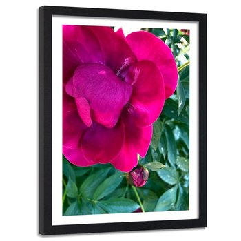 Obraz w ramie czarnej FEEBY, Piwonia Różowy Kwiat 40x60 - Feeby