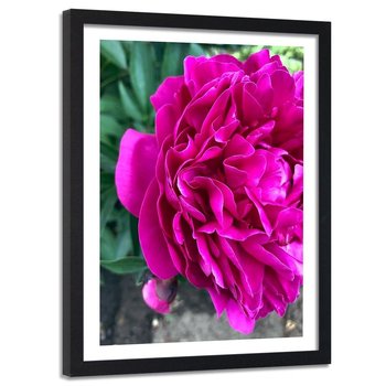 Obraz w ramie czarnej FEEBY, Różowy Kwiat Piwonia Natura 40x60 - Feeby