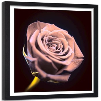 Obraz w ramie czarnej FEEBY, różowy Kwiat Róży Natura 50x50 - Feeby