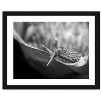 Obraz w ramie czarnej FEEBY, Ślimak na roślinie, 29,7x21 cm - Feeby
