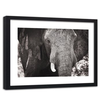 Obraz w ramie czarnej FEEBY, Słoń Afryka Czarno Biały 60x40 - Feeby