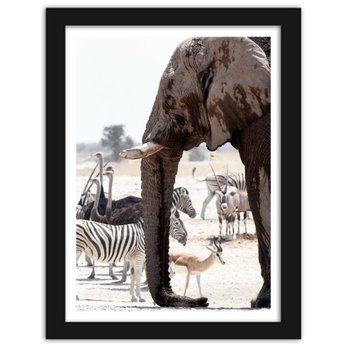 Obraz w ramie czarnej FEEBY, Słoń afrykański, 70x100 cm - Feeby