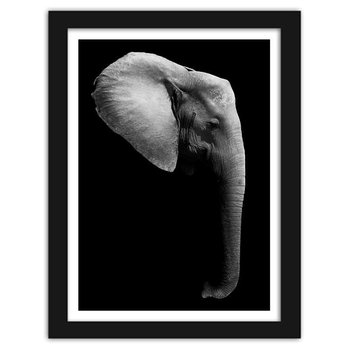 Obraz w ramie czarnej FEEBY, Słoń w czerni i bieli, 60x80 cm - Feeby