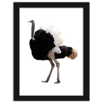 Obraz w ramie czarnej FEEBY, Struś z pięknymi piórami, 70x100 cm - Feeby