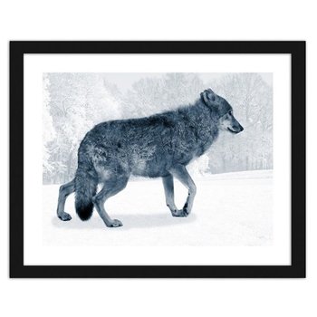 Obraz w ramie czarnej FEEBY, Szary wilk, 50x40 cm - Feeby