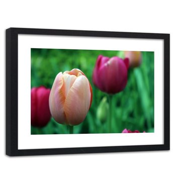 Obraz w ramie czarnej FEEBY, Tulipan Kwiat Różowy 60x40 - Feeby
