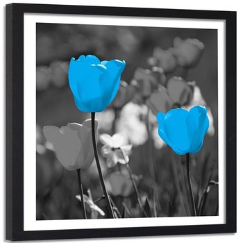 Obraz w ramie czarnej FEEBY, Tulipan Niebieski Natura 50x50 - Feeby