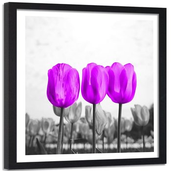 Obraz w ramie czarnej FEEBY, Tulipany Łąka Natura Kwiat 50x50 - Feeby
