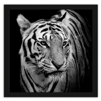 Obraz w ramie czarnej FEEBY, Tygrys, 60x60 cm - Feeby
