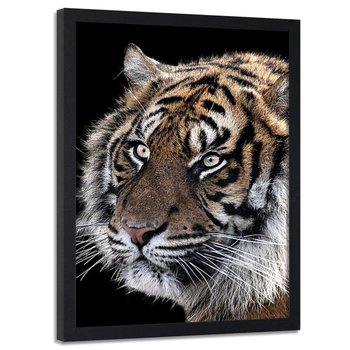 Obraz w ramie czarnej FEEBY, Tygrys Zwierzęta Natura 60x80 - Feeby