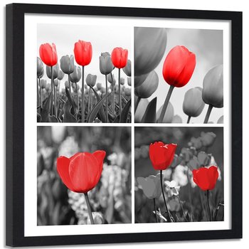 Obraz w ramie czarnej FEEBY, Zestaw czerwonych Tulipanów 80x80 - Feeby
