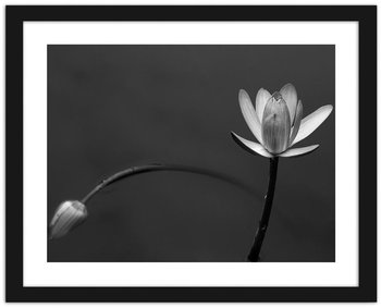 Obraz w ramie FEEBY, Biały kwiat 2, 40x60 cm - Feeby