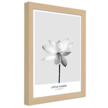 Obraz w ramie naturalnej FEEBY, Biały Kwiat Lotosu Natura 60x90 - Feeby