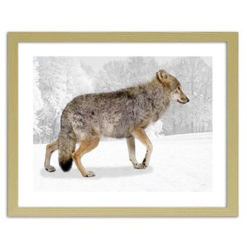 Obraz w ramie naturalnej FEEBY Brązowy wilk, 50x40 cm - Feeby