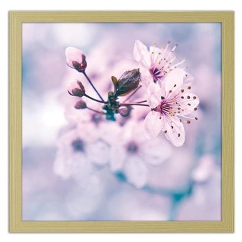 Obraz w ramie naturalnej FEEBY Gałązka drzewa owocowego z różowymi kwiatkami, 50x50 cm - Feeby