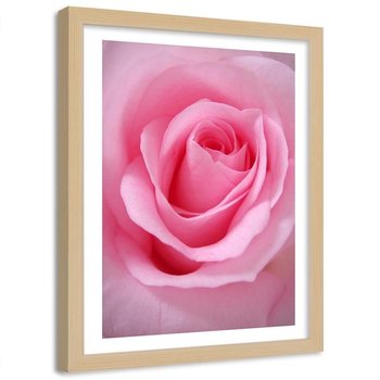 Obraz w ramie naturalnej FEEBY, Róża Kwiat roślina różowy 20x30 - Feeby