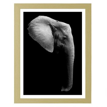 Obraz w ramie naturalnej FEEBY, Słoń w czerni i bieli, 60x80 cm - Feeby