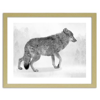 Obraz w ramie naturalnej FEEBY, Szary wilk 2, 50x40 cm - Feeby