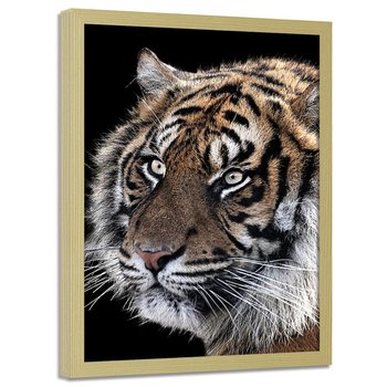 Obraz w ramie naturalnej FEEBY, Tygrys Zwierzęta Natura 60x80 - Feeby