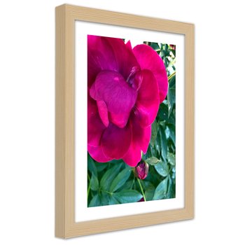 Obraz w ramie, Różowy duży kwiat (Rozmiar 20x30) - Feeby