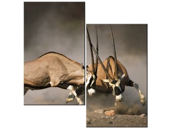 Obraz Walka gemsboków, 2 elementy, 60x60 cm - Oobrazy
