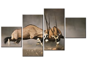 Obraz Walka gemsboków, 4 elementy, 160x90 cm - Oobrazy