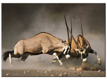 Obraz Walka gemsboków, 70x50 cm - Oobrazy