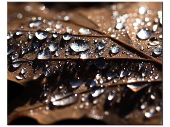 Obraz Wczesna jesień - Jenny Downing, 50x40 cm - Oobrazy