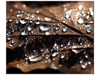 Obraz Wczesna jesień - Jenny Downing, 60x50 cm - Oobrazy
