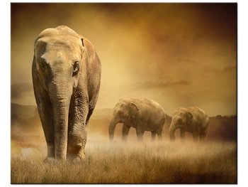 Obraz Wędrujące słonie, 50x40 cm - Oobrazy