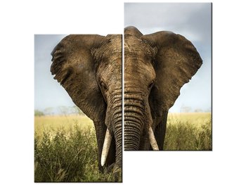 Obraz Wielki słoń, 2 elementy, 60x60 cm - Oobrazy