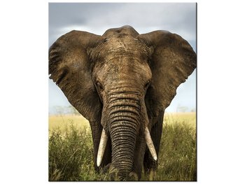 Obraz Wielki słoń, 50x60 cm - Oobrazy
