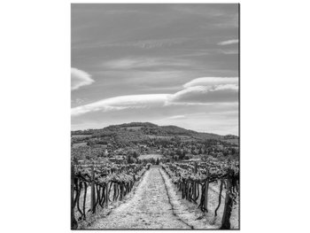 Obraz Winnica - Foto di Spalle, 30x40 cm - Oobrazy