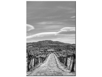 Obraz Winnica - Foto di Spalle, 80x120 cm - Oobrazy