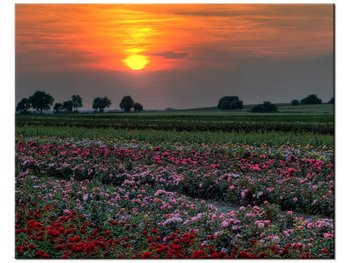 Obraz Zachód słońca nad polem kwiatów, 50x40 cm - Oobrazy