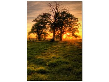 Obraz Zachodzące słońce wśród drzew, 70x100 cm - Oobrazy