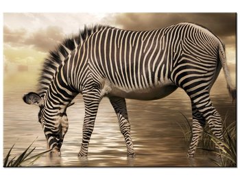 Obraz, Zebra przy wodopoju, 60x40 cm - Oobrazy