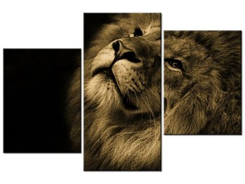 Obraz Złoty lew, 3 elementy, 90x60 cm - Oobrazy