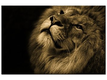Obraz Złoty lew, 60x40 cm - Oobrazy