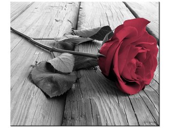Obraz Zniewalająca róża, 60x50 cm - Oobrazy